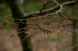 JCR_8492.jpg