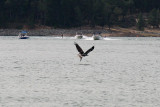 Bass Lake Osprey looking for breakfast
