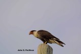 Caracara