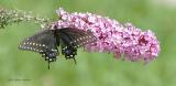 Black Swallowtail female