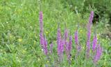 Purple Loosestrife