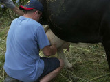 milking cow in our backyard
