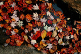 Fall Leaves Floating among Stones tb1008
