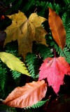 Sunny Colored Leaves on Ferns v tb11083d