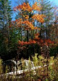 Rock Log Fall Colors Upper Williams v tb11085h