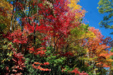 Autumn Wall of Color CC Rd tb10081e