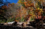 Late Autumn Colors Upper Williams River tb11085i