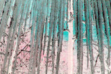 Icicles Shining with Sky and Woods tb1203jr.jpg