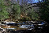 Day Run Swifts thru Arching Woods tb0309alr.jpg