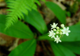 White Clintonia Blooming Spring Woods  tb0509dpr.jpg