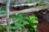 Day Run Trib Stream with Spring Greenery tb0409atr.jpg