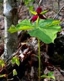 Wake Robin Blooming by Beech Tree tb0609cd.jpg