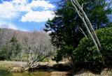 Headwaters Cherry River Spring Forest Scene tb0409fdr.jpg