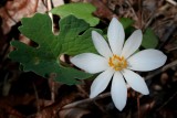 Blood Root Leaf and Bloom in Mild Sun tb0509air.jpg