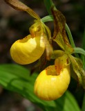 Yellow Ladies Slippers in Sunlit Woods tb0509par.jpg