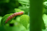 Brown Caterpillar Browsing Raspberry Leaves tb0509sgr.jpg