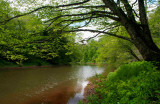 Big Birch Cloudy Sky Williams River tb0509ter.jpg