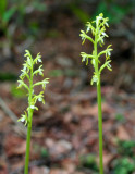 Double Trifidas in Late Bloom Phase tb0509tnr.jpg