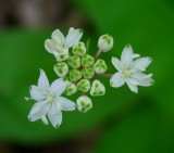 White Clintonia in Bloom and Bud tb0509uar.jpg