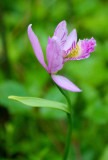 Rose Pogonia Orchid Peak Bloom tb0828acr.jpg