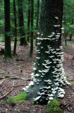 Hemlock Covered in White Shelf Fungi tb0917adr.jpg