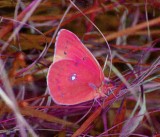 Rose Red Butterfly in Old Field tb0901ABsr.jpg