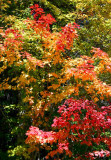 Marvelous Mountain Maple Colors tb1001kux.jpg