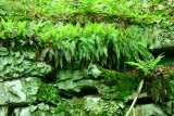 Appalachian Fern Rock Tripe and Moss Community tb0610hex.jpg