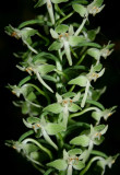 Orbiculata Orchid in Bloom in WV Mtns v tb0710orr.jpg