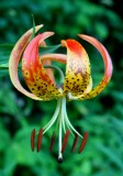 Turks Cap Lily Blooming in Mtn Woods v tb0710yex.jpg