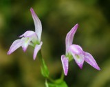 Twin Three Bird Pink Stripers in Old Woods tb0810wdr.jpg