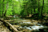 Lower Barranshe Creek thru Sunlit Woods tb0610ter.jpg