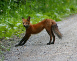 Red Fox Stretching Out on Country Rd tb0810qor.jpg