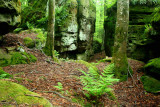 Passages thru Trees and Large Stones tb0710yir.jpg