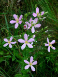 Rose Pinks near Meadow River v tb0810oer.jpg