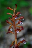 Maculata Coral Root Orchid in Bloom v tb0809uxr.jpg