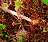 Sundew Plants with Attractive Droplets on Pads tb0910iggr.jpg