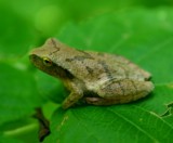 Tree Frog Crouching on Hazel Leaf tb0910eor.jpg