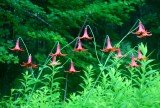 Nice Clusters Canadian Lillies by Maple Woods tb0910tvr.jpg