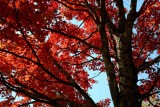 Crimson Maple against Pale Blue Sky tb1110hnr.jpg
