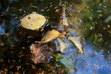 Leaves and Pine Needles Floating in Stream tb1110hvr.jpg