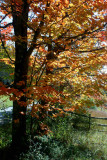 Colored Maple and Rail Fence Hinkle Mtn v tb1110iar.jpg