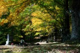 Row of Bright Maples Lining Mtn Cemetery tb1110ibr.jpg