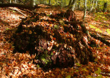 Fall Leaves and Ancient Chesnut Stump tb1110egr.jpg