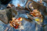 Twisting Waters around Stones and Leaf Clusters tb1111fjr.jpg