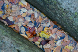 Floating Fall Leaves in River Rock Channel tb1111fir.jpg