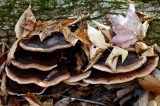 Group of Polypores and Mixed Leaves on Log tb1111fsr.jpg