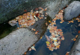 Fallen Leaves Scattered among Stony Contours tb1111fnr.jpg