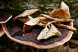 Sunny Polypore on Log Supporting Fall Leaves tb1111obr.jpg