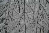 Snow Covered Limbs in Mature Woods tb1109aar.jpg